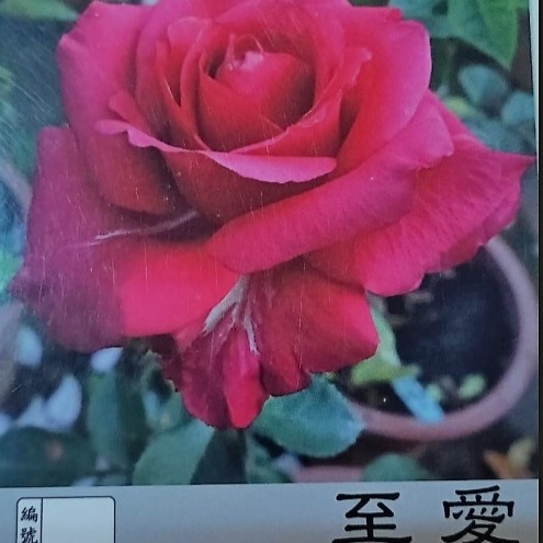 玫瑰苗-至愛 3.5