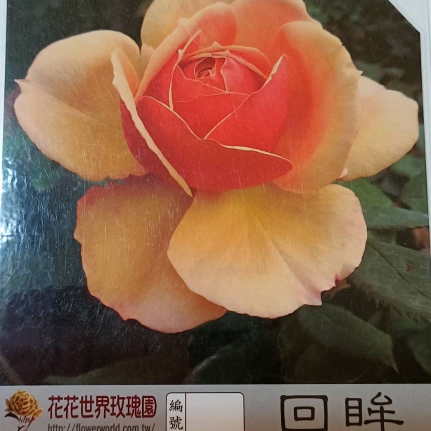 玫瑰苗-回眸 3.5