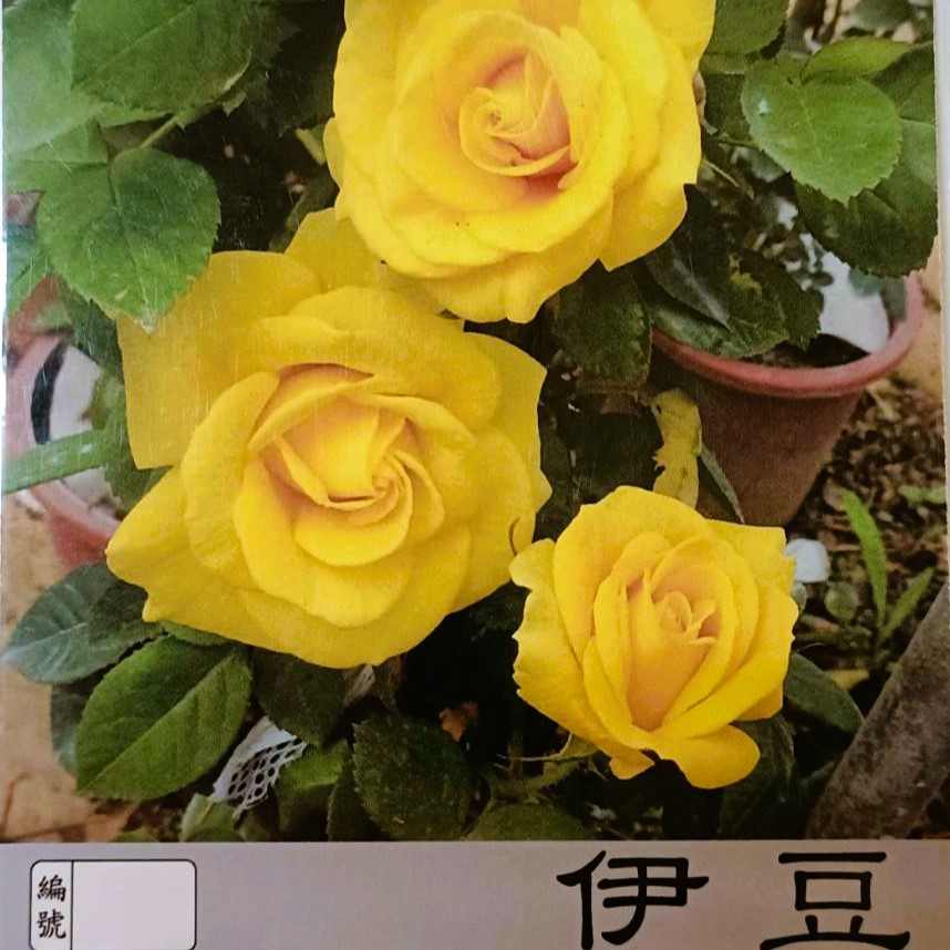 玫瑰苗-伊豆舞孃 3