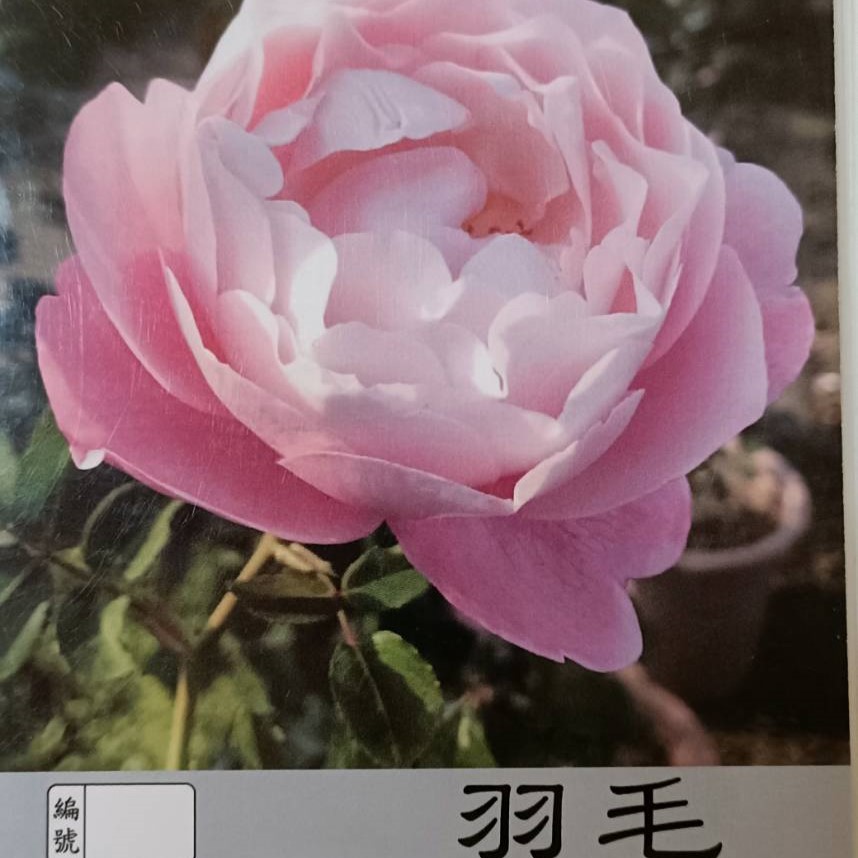 玫瑰苗-羽毛 *粉紅