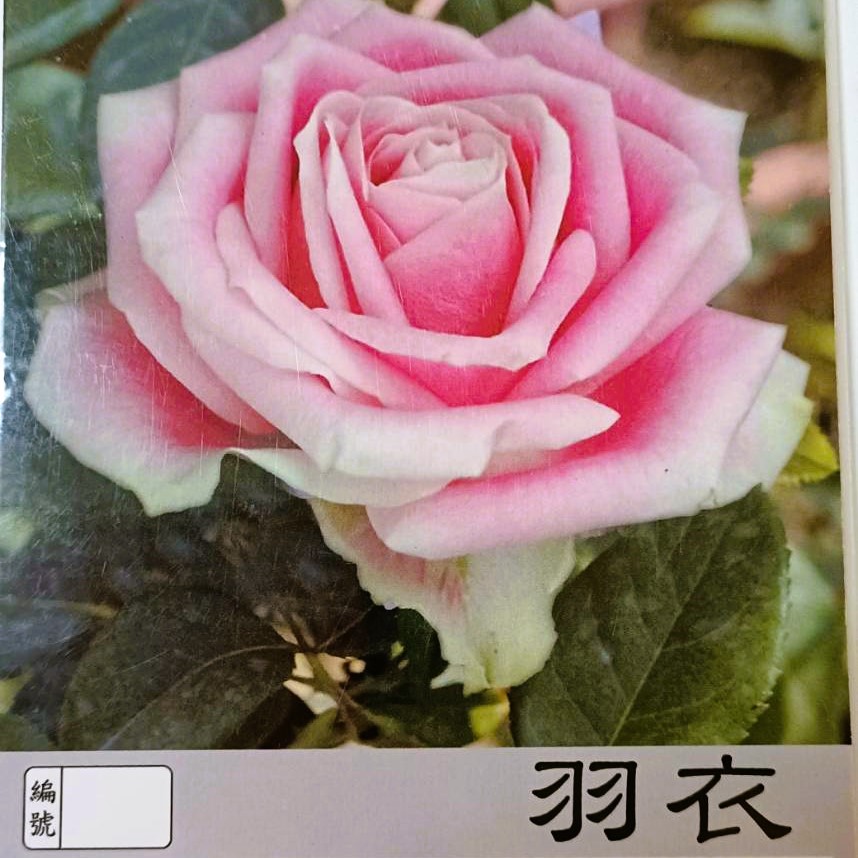 玫瑰苗-羽衣 3.5
