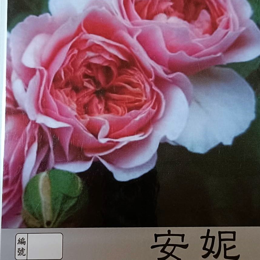 玫瑰苗-安妮(蔓) 