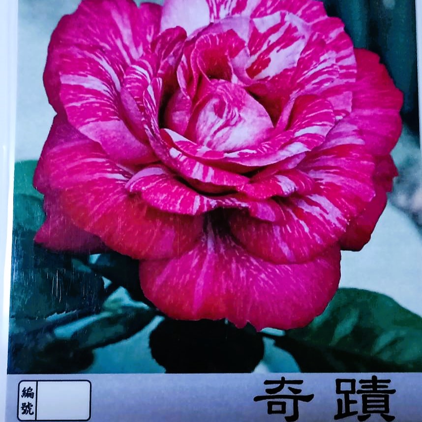 玫瑰苗-奇蹟 3.5