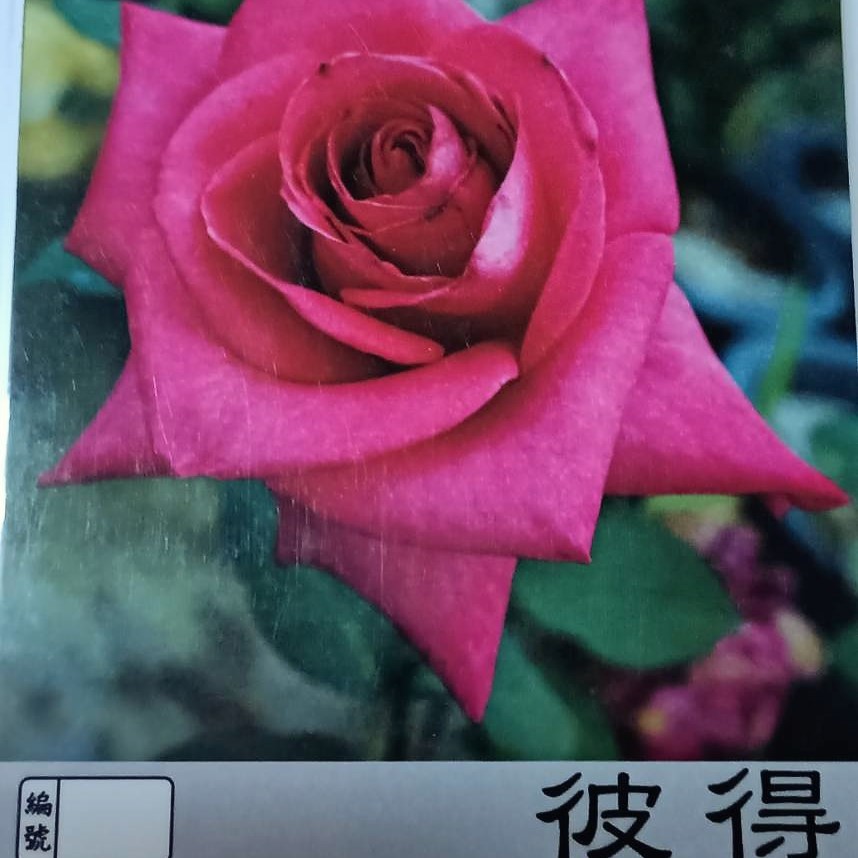 玫瑰苗-彼得 3.5