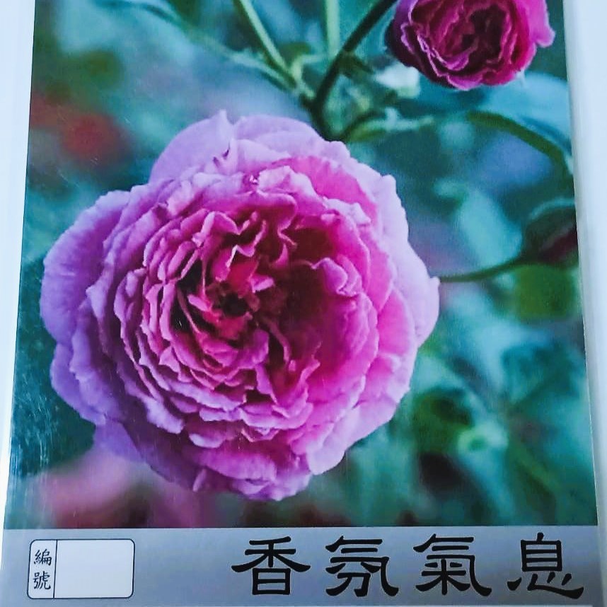 玫瑰苗-香氛氣息 3