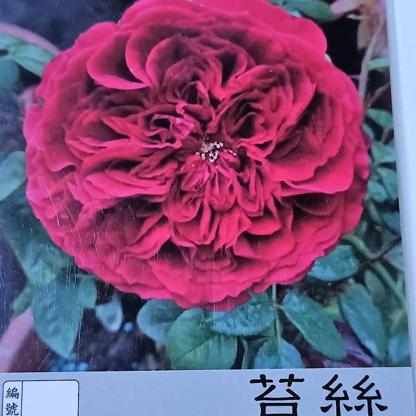 玫瑰苗-苔絲 3.5