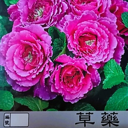 玫瑰苗-草藥 3.5