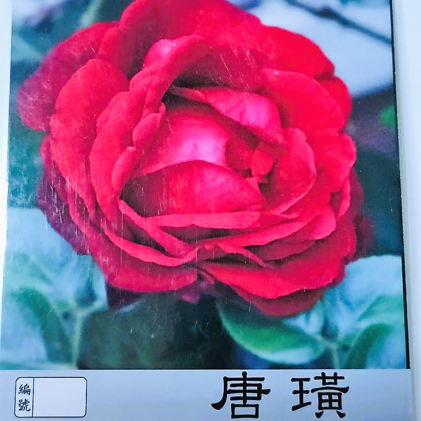 玫瑰苗-唐璜 3.5
