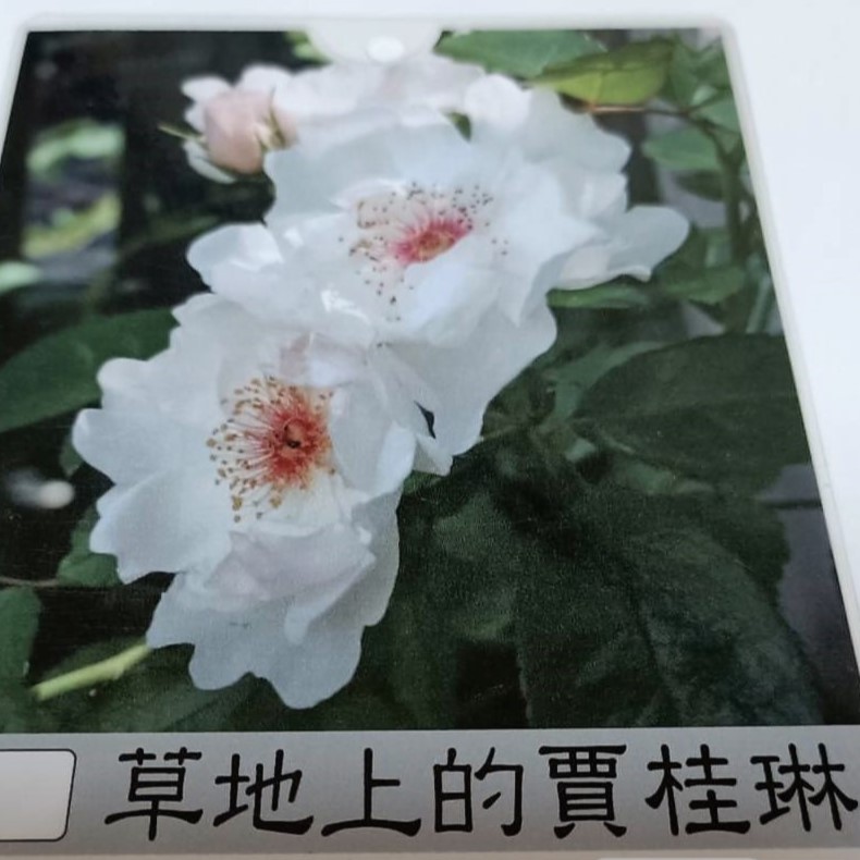玫瑰苗-草地上的賈桂