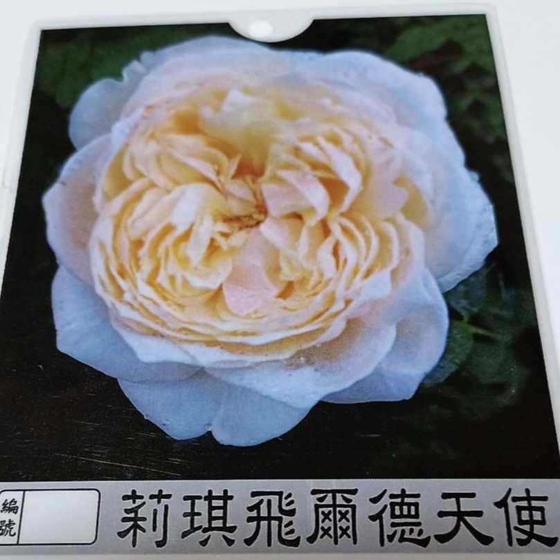 玫瑰苗-莉琪飛爾德天