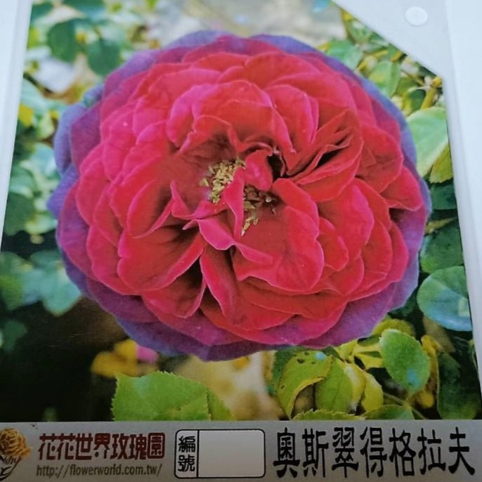 玫瑰苗-奧斯翠德格拉