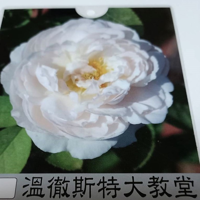 玫瑰苗-溫徹斯特大教