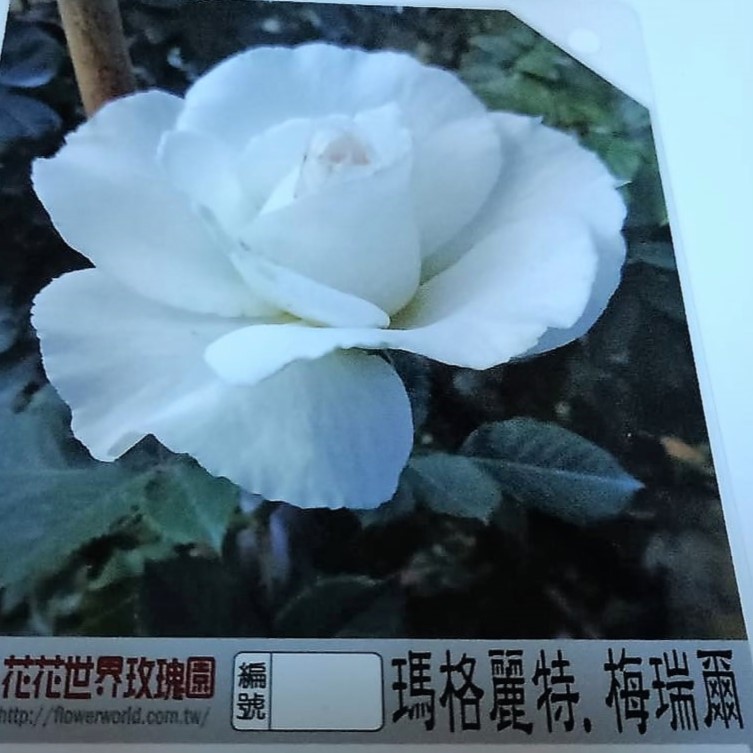 玫瑰苗-瑪格麗特梅瑞