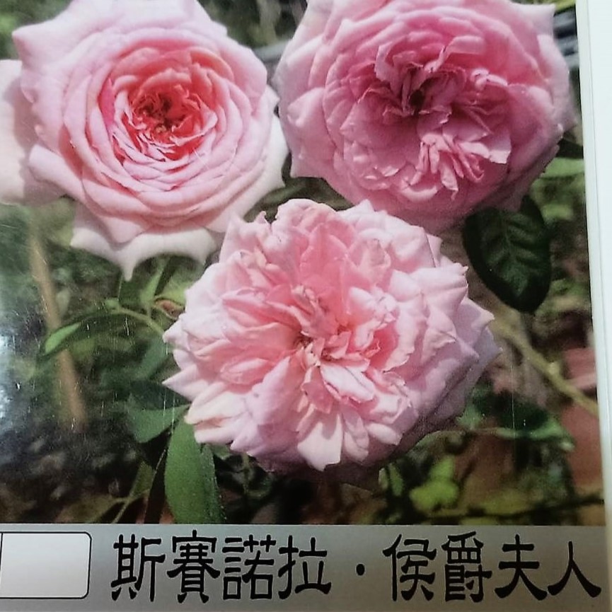 玫瑰苗-斯賽諾拉伯爵