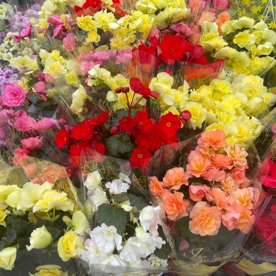 玫瑰海棠 5-6吋盆