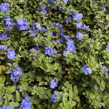 藍星花