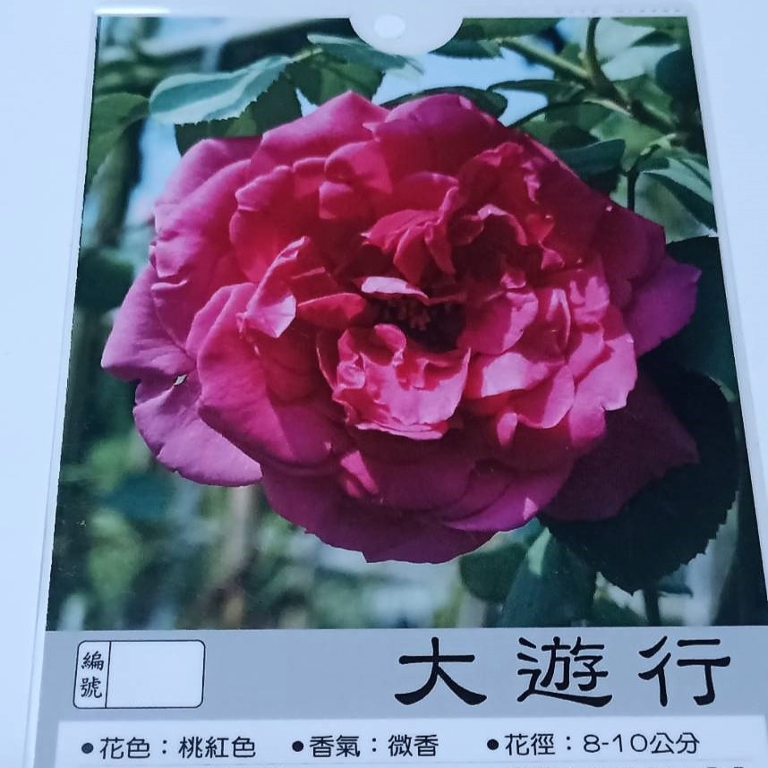 玫瑰苗-大遊行 3.