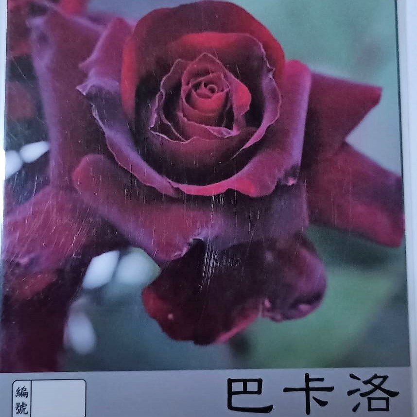 玫瑰苗-巴卡洛 3.