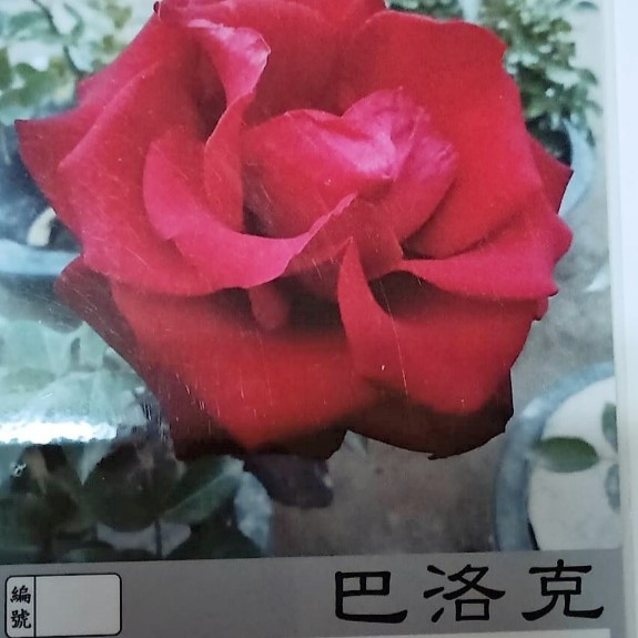 玫瑰苗-巴洛克 3.