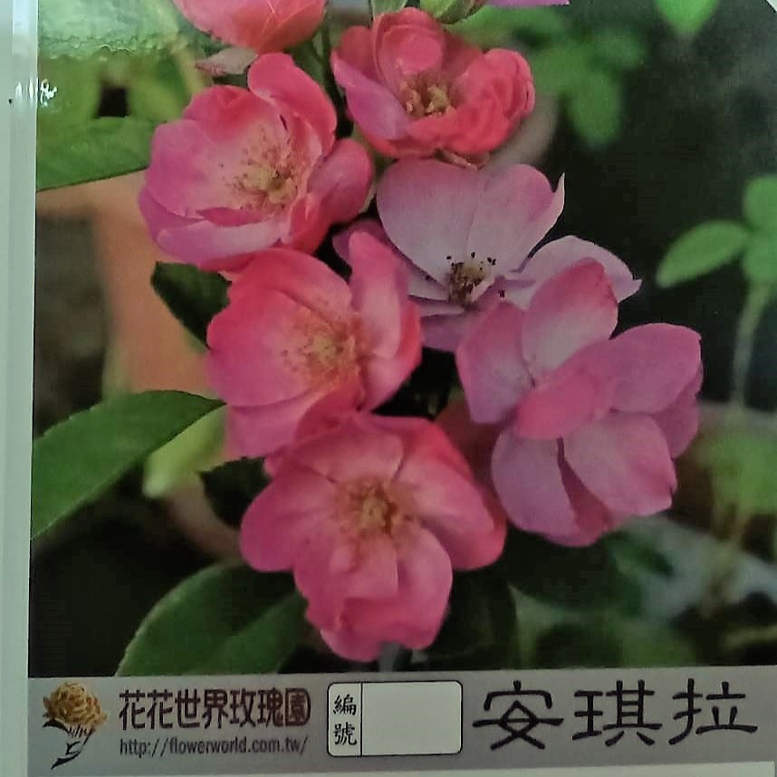 玫瑰苗-安琪拉 3.