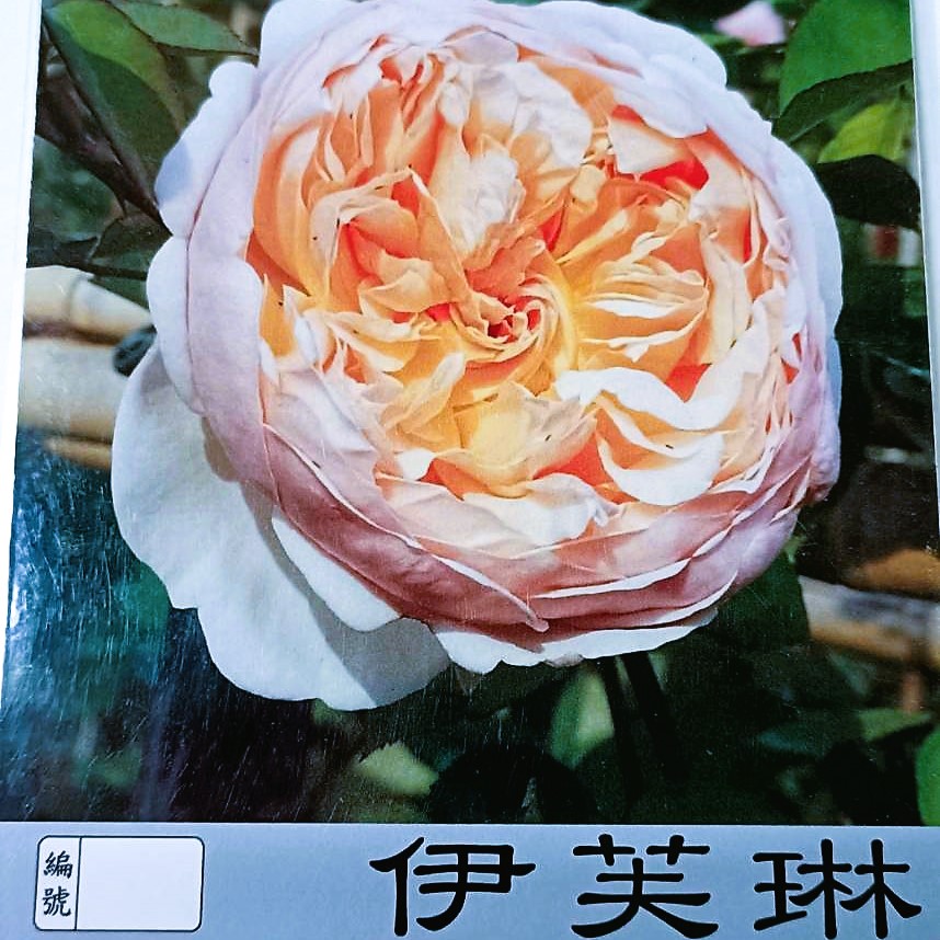 玫瑰苗-伊芙琳 3.