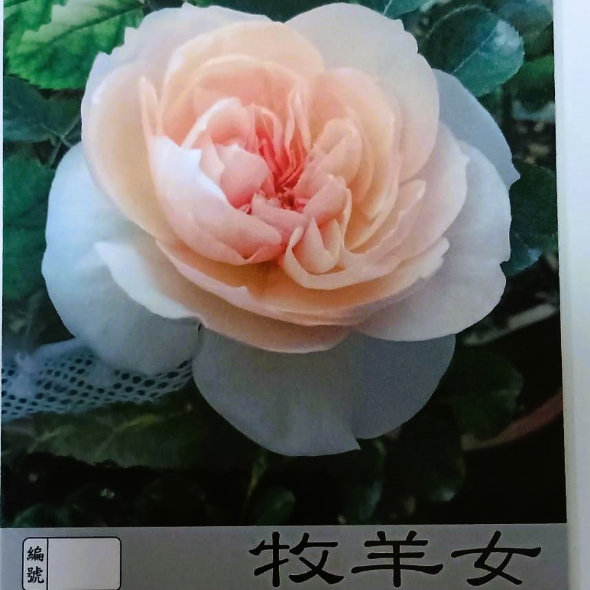 玫瑰苗-牧羊女 3.