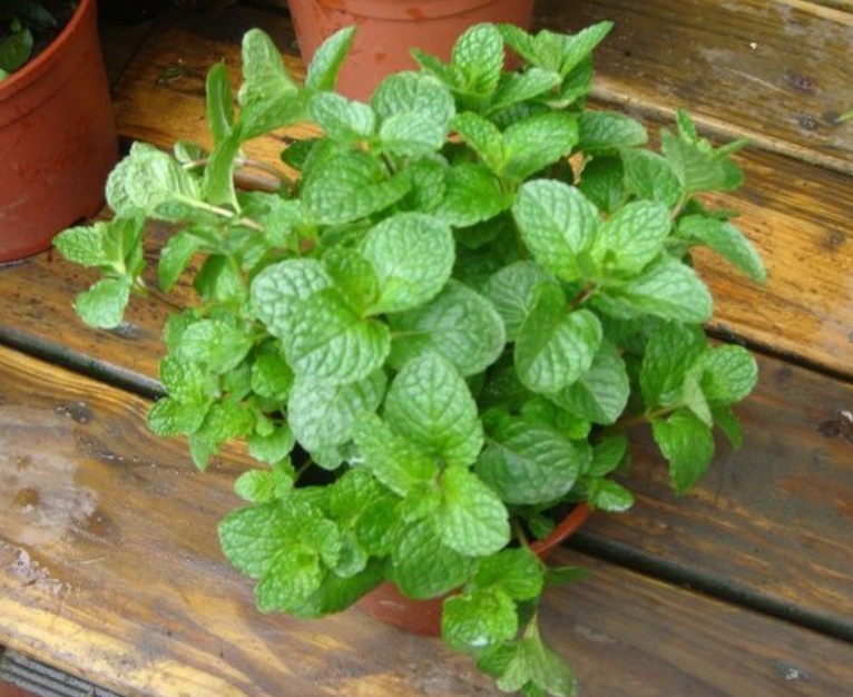香草植物-各款薄荷品