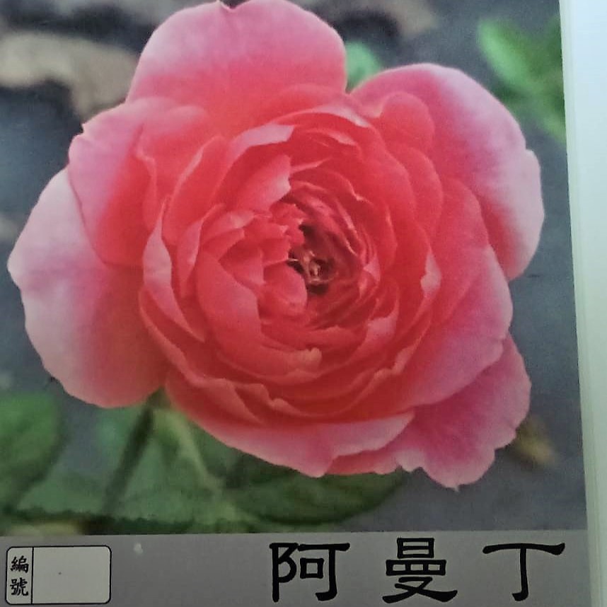 玫瑰苗-阿曼丁 3.