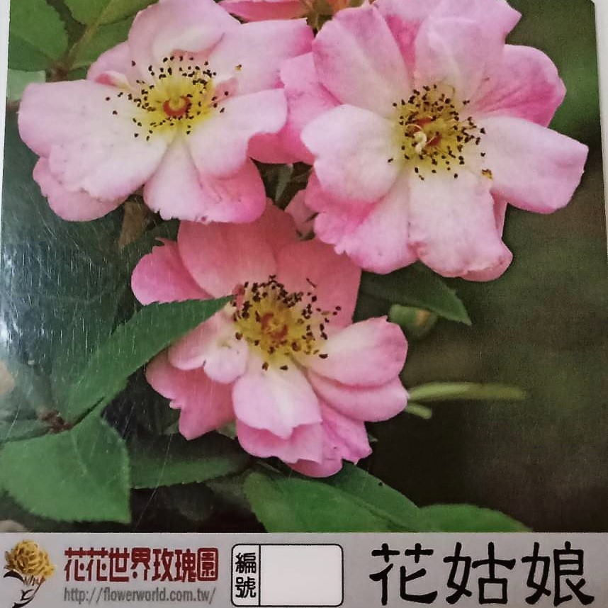 玫瑰苗-花姑娘 3.