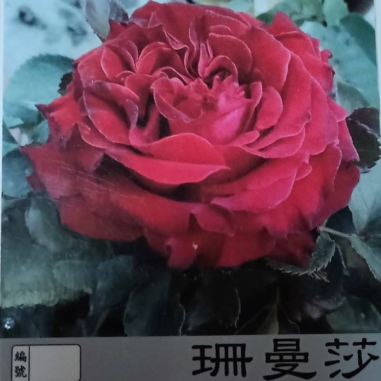玫瑰苗-珊曼莎 3.