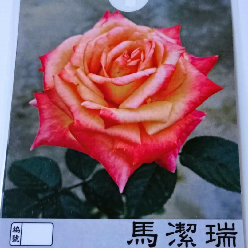 玫瑰苗-馬潔瑞 3.