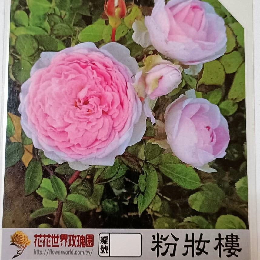 玫瑰苗-粉妝樓 3.