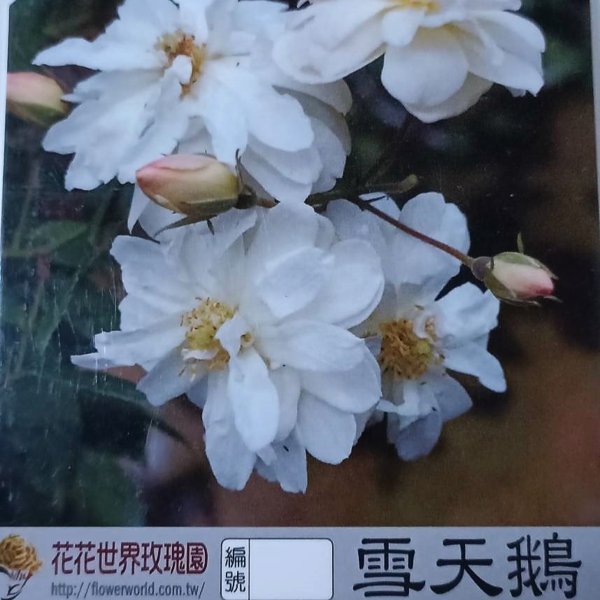 玫瑰苗-雪天鵝 3.