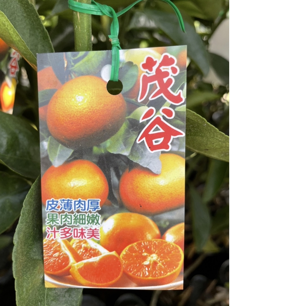水果苗 茂谷柑 嫁接