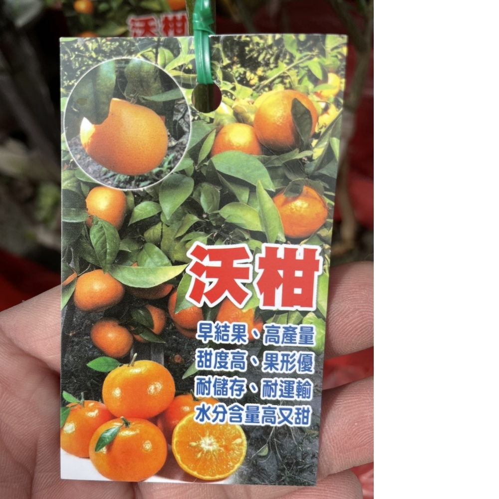 水果苗 沃柑 嫁接 