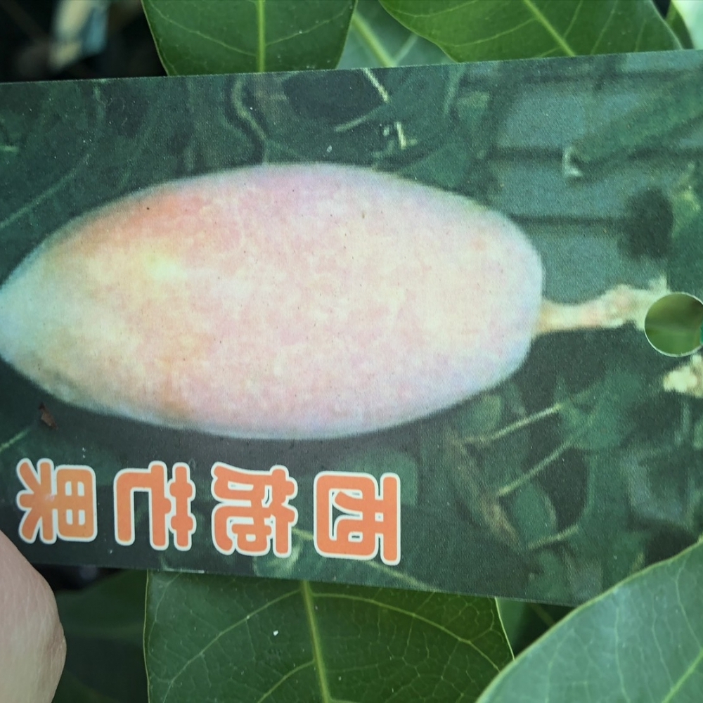 水果苗 西施芒果 嫁