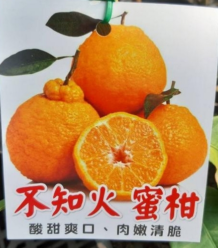 水果苗 不知火蜜柑 