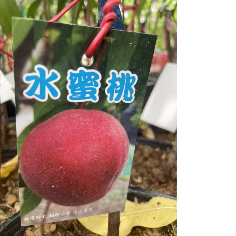 水果苗 水蜜桃 嫁接