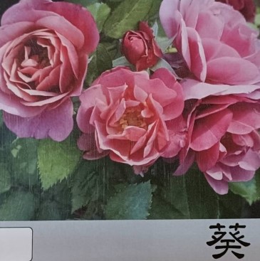 玫瑰苗-葵-3.5吋