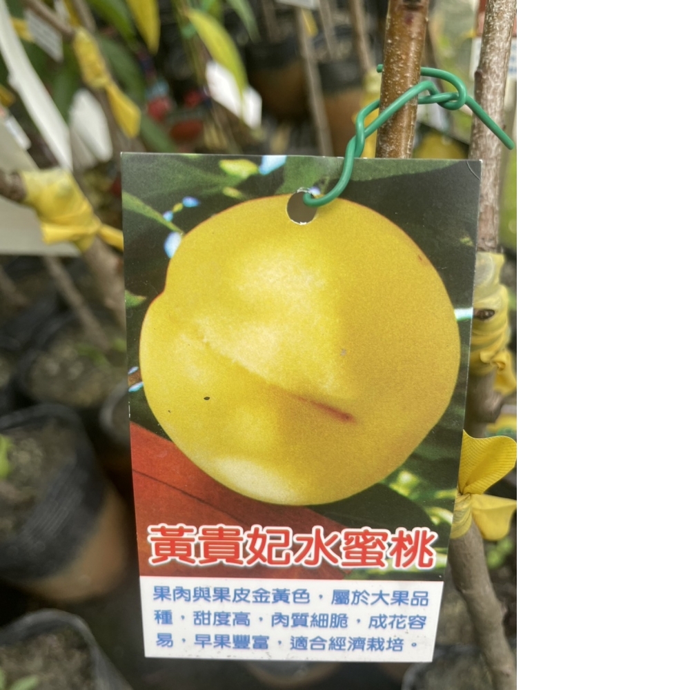 水果苗 黃貴妃水蜜桃