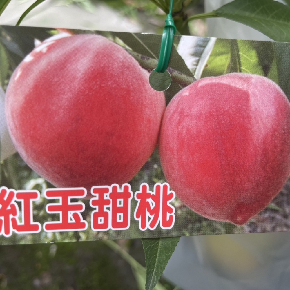 水果苗 紅玉甜桃 嫁