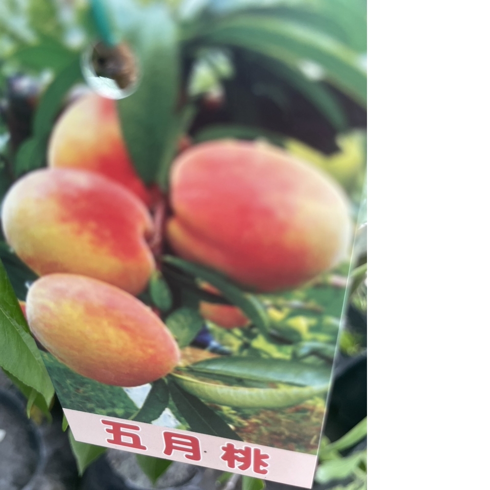 水果苗 五月桃 嫁接