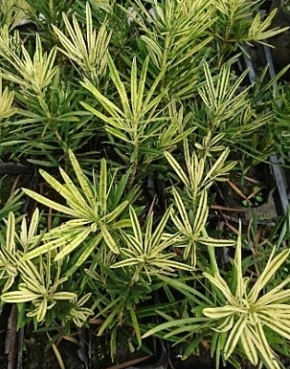 綠籬植物 虎紋羅漢松