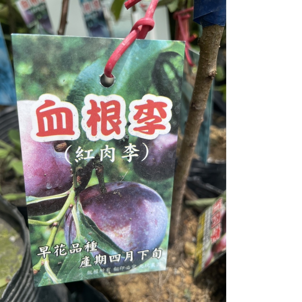 水果苗 血根李 嫁接