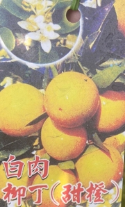 水果苗 白肉柳丁 嫁