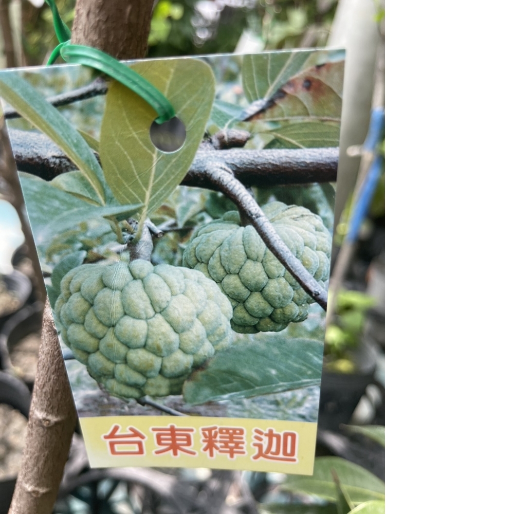 水果苗 台東釋迦 嫁