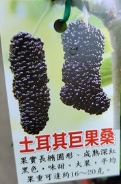水果苗 土耳其巨果桑