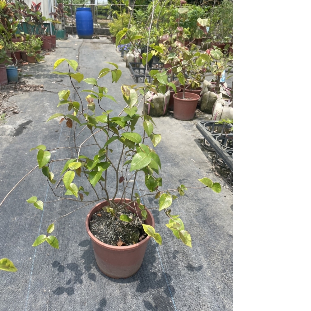 水果苗 八角櫻桃 6
