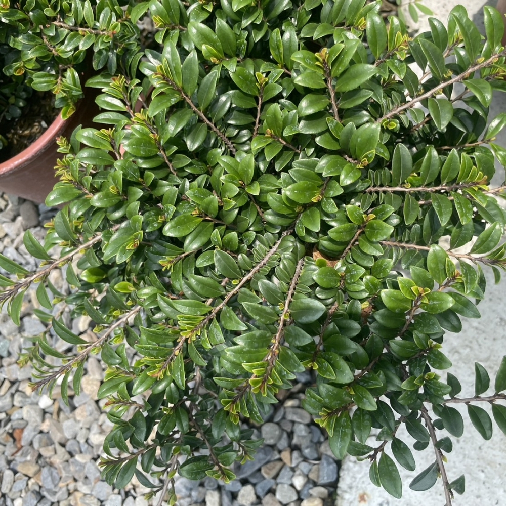 綠籬植物 翠米茶 6