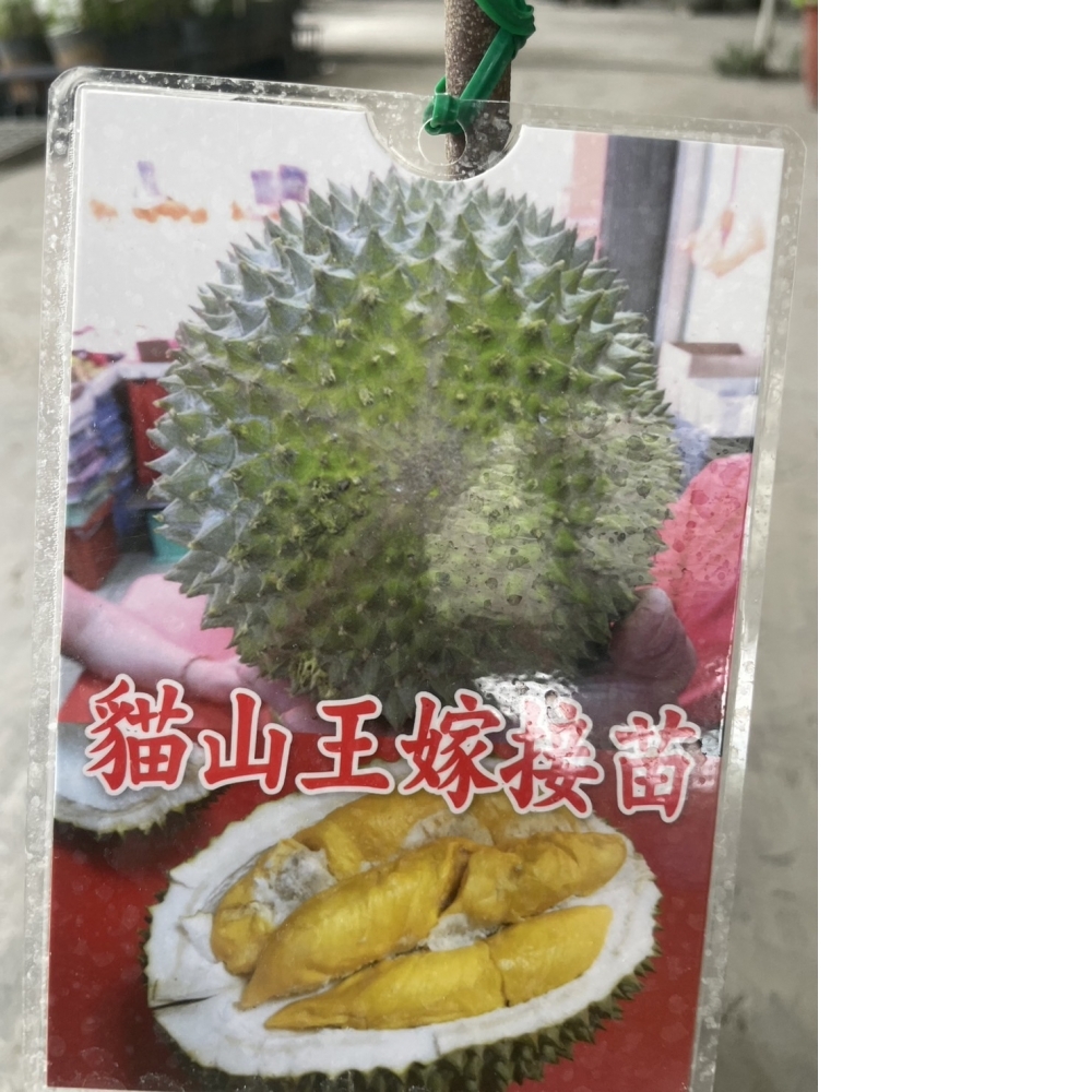 水果苗 貓山王榴槤 